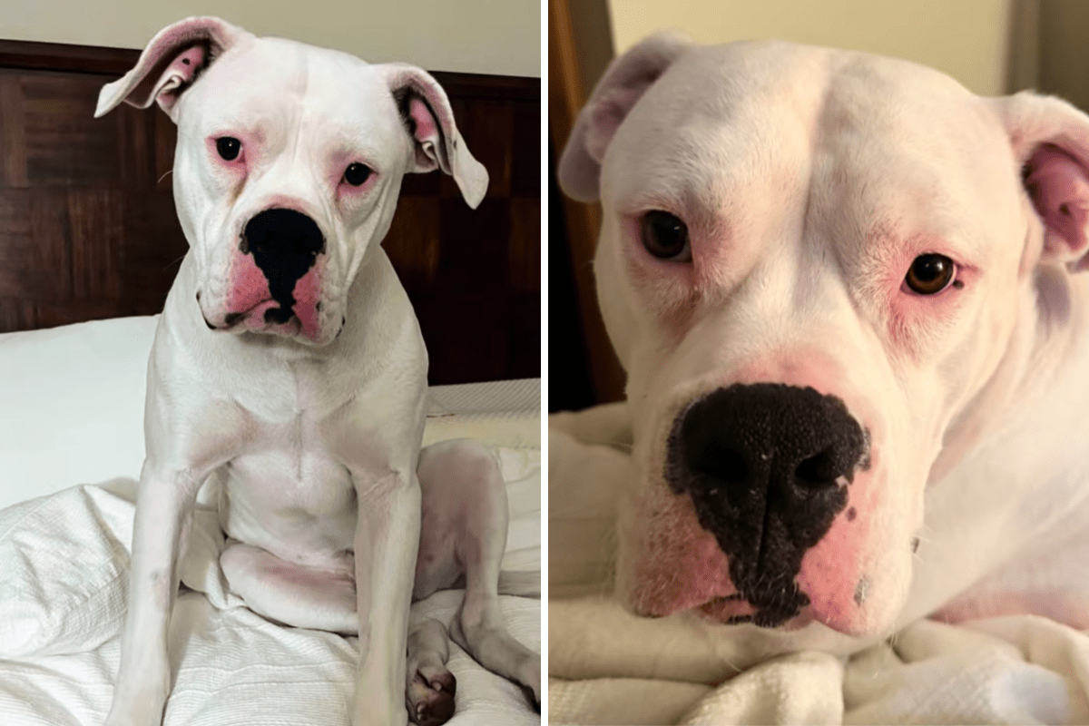 One Car Ride Unlocked Petey's Hidden Voice & Viral Talent